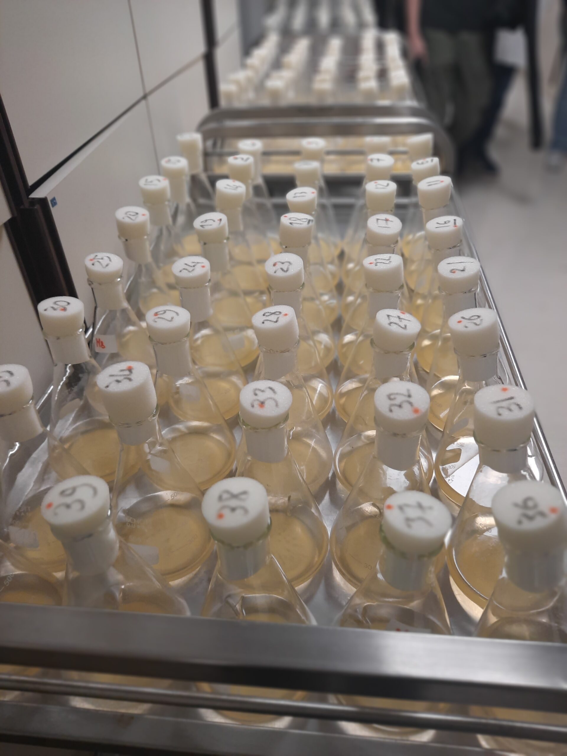 Uscita didattica delle classi 5  presso Insubrias Biopark di Gerenzano